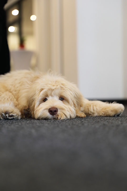 Süßer Hund liegt auf dem Boden. Unser Objektschutz und Hörgeräteakustiker